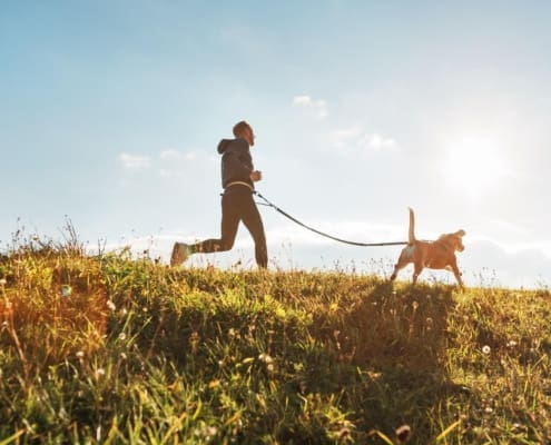 Canicross exercises. Man runs with his beagle dog at sunny morning