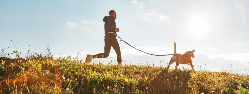 Canicross exercises. Man runs with his beagle dog at sunny morning